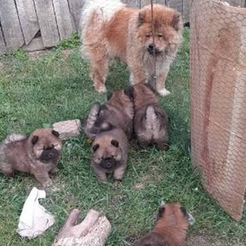 Chow Chow štenci