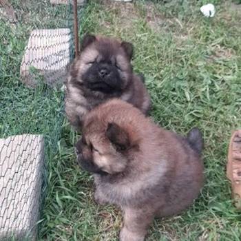 Chow Chow štenci