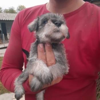 Patuljasti Snauceri Biber So
