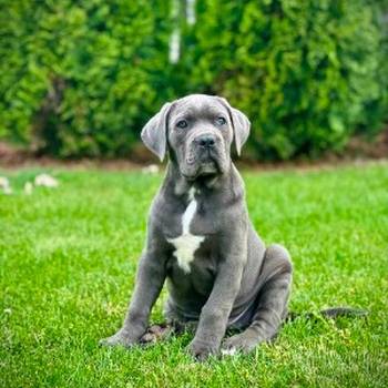 Cane Corso plavi mužjak TOP quality