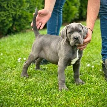 Cane Corso plavi mužjak TOP quality
