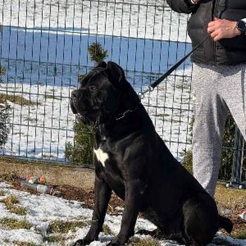 Cane Corso mužjak na prodaju