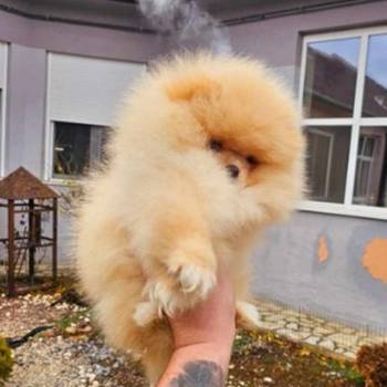 Najlepsi Pomeranci Boo