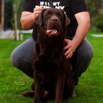 Labrador retriver, čokoladni štenci