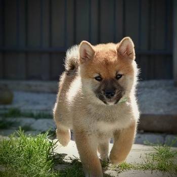 Shiba Inu prelepi štenci