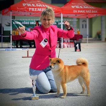 Shiba Inu prelepi štenci