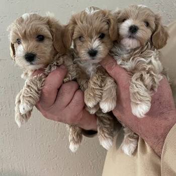 Mini maltipoo