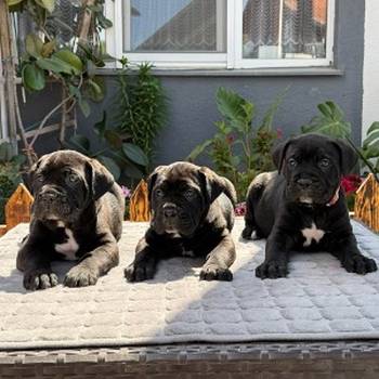 Crni Cane Corso štenci - rezervacije u toku
