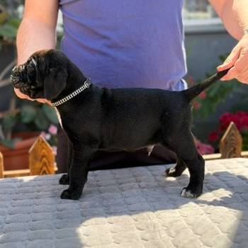 Crni Cane Corso štenci - rezervacije u toku