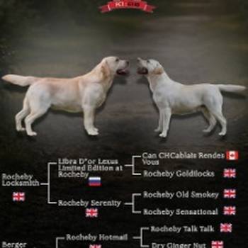 Stenci labrador retrivera