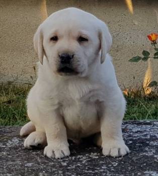 Stenci labrador retrivera