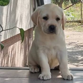 Stenci labrador retrivera