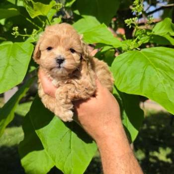 Savrseni maltipoo bebani spremni su za preuzimanje