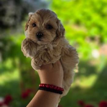 Savrseni maltipoo bebani spremni su za preuzimanje