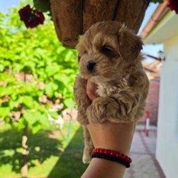 Savrseni maltipoo bebani spremni su za preuzimanje
