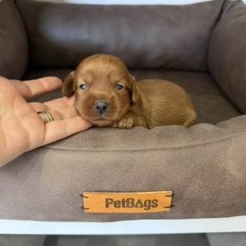 Cockapoo