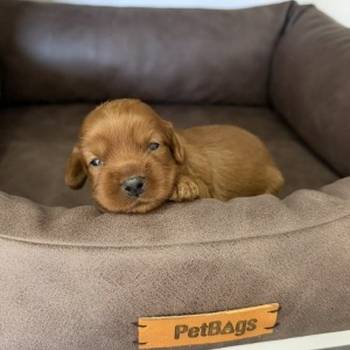Cockapoo
