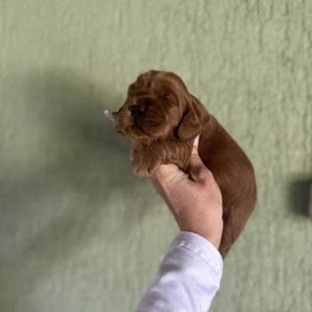 Cockapoo