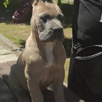 Cane Corso Kane Korso prelepi formentino štenci