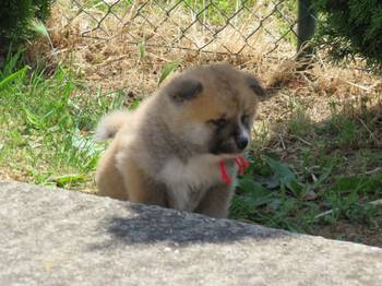 Akita Inu - Stenci