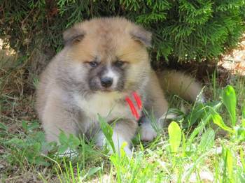 Akita Inu - Stenci