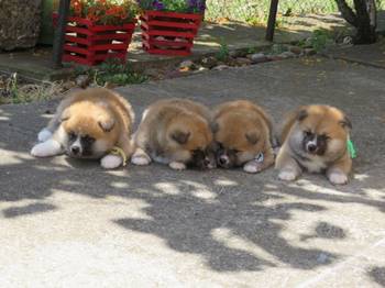 Akita Inu - Stenci