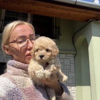 Maltipoo stenci