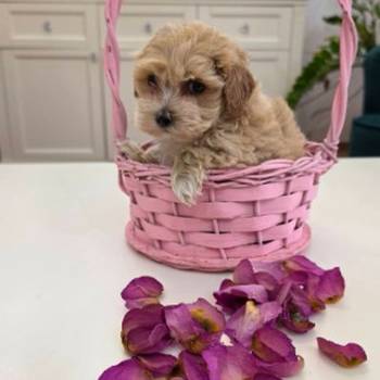 Preslatki maleni maltipoo stenci