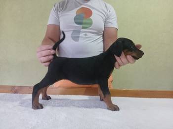 Vrhunski Doberman štenc
