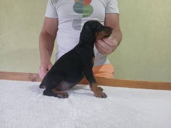 Vrhunski Doberman štenc