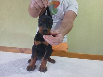 Vrhunski Doberman štenc