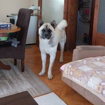 Američka akita, parenje