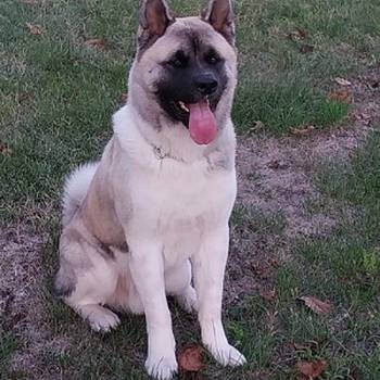 Američka akita, parenje