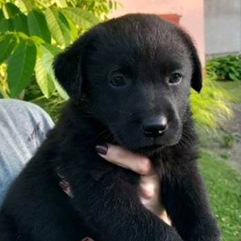 Prodajem tri muska steneta Labradora