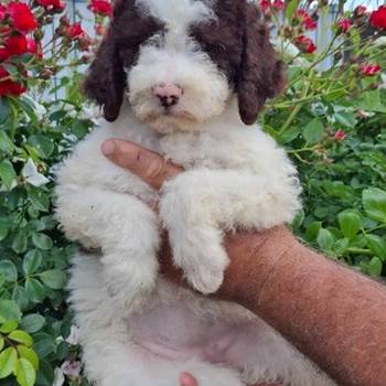 Lagoto Romanjolo (Lagotto Romagnolo)