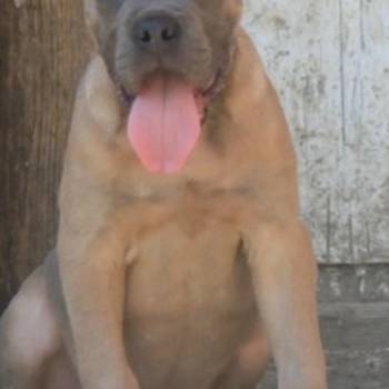 Cane Corso štenci