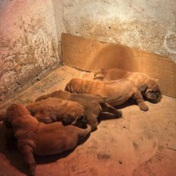 Bordoška Doga prelepi štenci