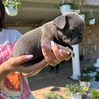 Francuski buldog štenci egzoticnih boja