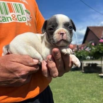 Francuski buldog štenci egzoticnih boja