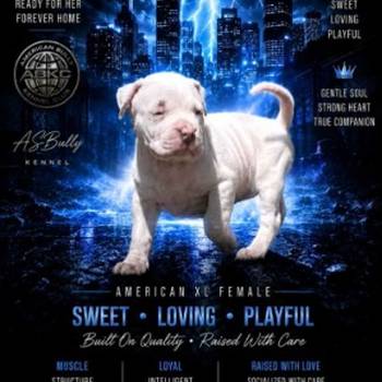 American bully štenci – vrhunski kvalitet