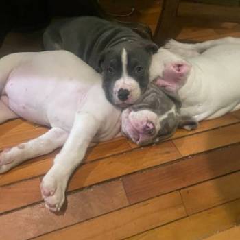 American bully štenci – vrhunski kvalitet