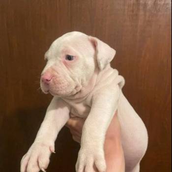 American bully štenci – vrhunski kvalitet