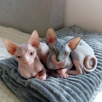 Preostala 2 mužjaka Sphynx mačića (3,5 meseca) – spremni za preuzimanje odmah (Beograd)
