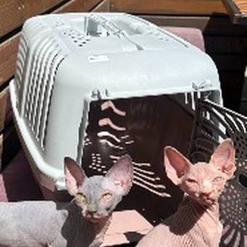 Preostala 2 mužjaka Sphynx mačića (3,5 meseca) – spremni za preuzimanje odmah (Beograd)