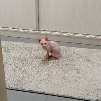 Preostala 2 mužjaka Sphynx mačića (3,5 meseca) – spremni za preuzimanje odmah (Beograd)