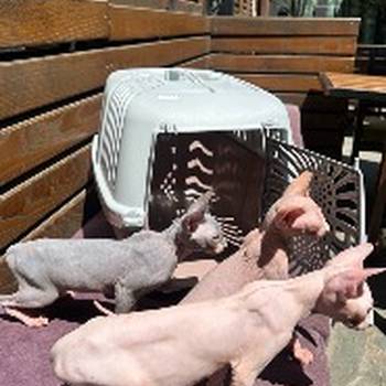 Preostala 2 mužjaka Sphynx mačića (3,5 meseca) – spremni za preuzimanje odmah (Beograd)