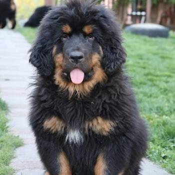 Tibetski mastif, štenci
