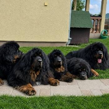 Tibetski mastif, štenci