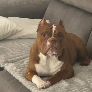 Muzjak -American Bully Exotic Merle