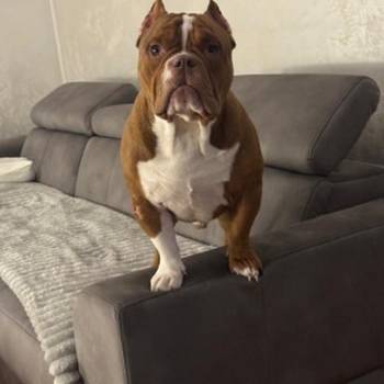 Muzjak -American Bully Exotic Merle